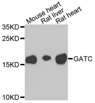 Polyclonal Rabbit anti-Human GATC Antibody (IHC, WB)