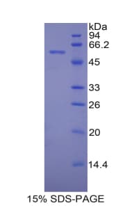 Mouse PDI Protein (Recombinant His-GST)