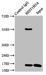Polyclonal Rabbit anti-Human HIST1H3A Antibody (IHC, WB)