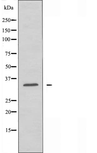 PEX2 / PAF-1 Antibody
