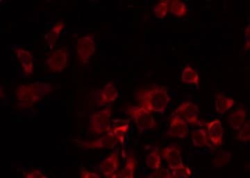 MRPS35 Antibody