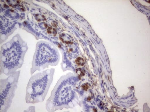 Monoclonal Rat BrdU Antibody (clone 4A6, IHC)