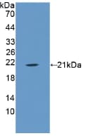 ANXA1 / Annexin A1 Antibody (aa208-336, Biotin)