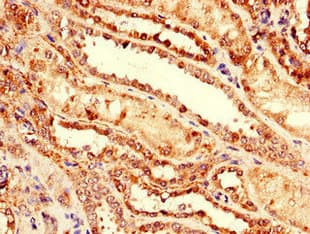 Polyclonal Rabbit anti-Human NRG4 Antibody