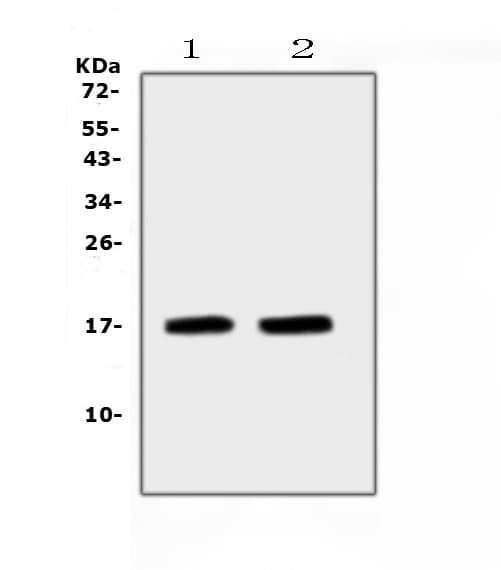 NPPA / ANP Antibody