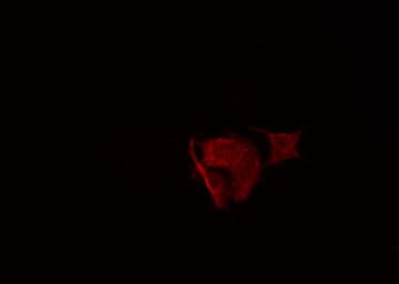 Polyclonal Rabbit anti-Human SGCA / DAG2 Antibody (IF, WB)