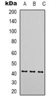 ACTA1 / Skeletal Muscle Actin Antibody