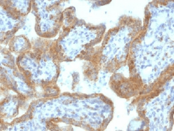 MAML2 Antibody (clone MAML2/1302)