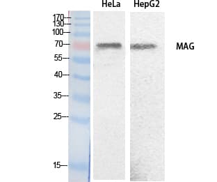 Polyclonal Rabbit anti-Human MAG Antibody (WB)