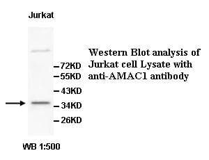 Polyclonal Rabbit anti-Human SLC35G3 Antibody (WB)