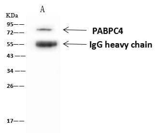 Polyclonal Rabbit anti-Human PABPC4 Antibody (IHC, IF, WB)
