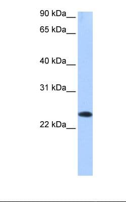 EGLN3 / PHD3 Antibody (C-Terminus)