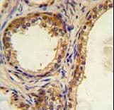OASIS / CREB3L1 Antibody (aa481-509)