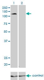 Monoclonal Mouse anti-Human PCDH8 Antibody (clone 6A8, WB)