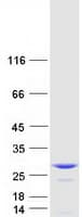 Human COMMD9 Protein (Recombinant Myc-DDK (Flag))