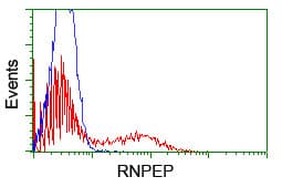 RNPEP Antibody (clone OTI2G3)