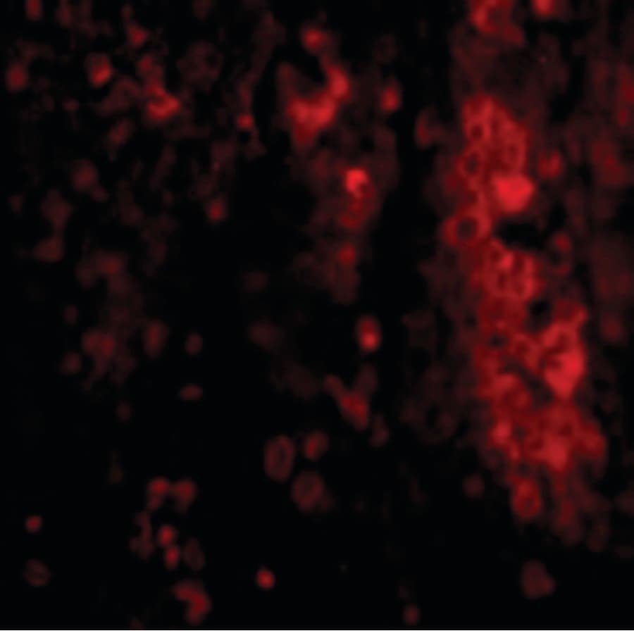 Polyclonal Rabbit anti-Human IL-33 Antibody (IF, WB)