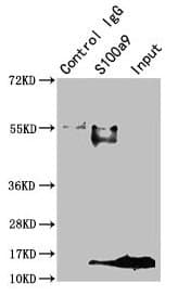 Polyclonal Rabbit anti-Mouse S100A9 / MRP14 Antibody (WB)