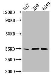 Polyclonal Rabbit anti-Human VAX1 Antibody (WB)