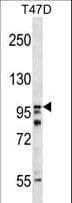 Polyclonal Rabbit anti-Human HPS3 Antibody (aa262-290, WB)