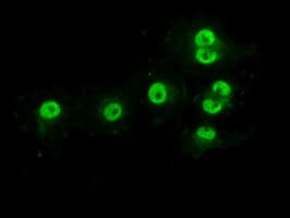 PRKY Antibody (clone OTI3E10, Carrier-free)