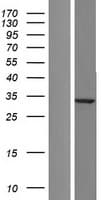 Human SPG21 / MAST Protein (Over-Expression Lysate Myc-DDK (Flag))