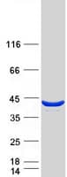 Human SUGT1 / SGT1 Protein (Recombinant Myc-DDK (Flag))