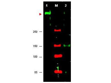 ATR Antibody