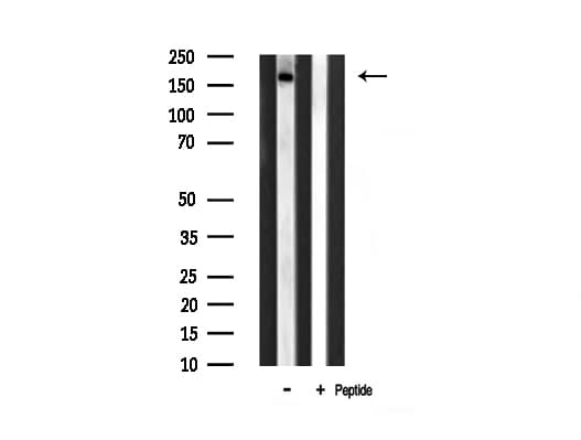 FYCO1 Antibody