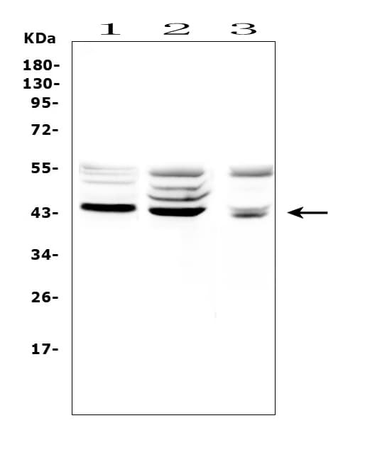 Polyclonal Rabbit anti-Human TSPAN12 Antibody (IHC, WB)