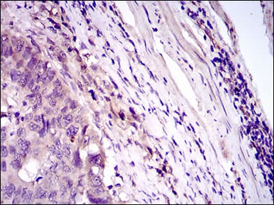 Monoclonal Mouse anti-Human CD33 Antibody (clone 2C6B7, aa15-237, IHC, WB)