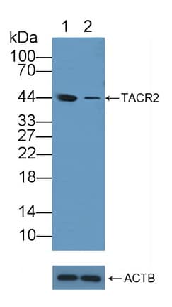 TACR2 / NK2R Antibody (aa92-290)