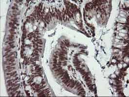 LMO2 Antibody (clone OTI1C8)
