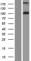 EIF3B Protein (Over-Expression Lysate Myc-DDK (Flag))