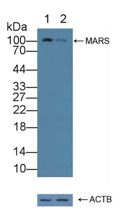 Polyclonal Rabbit anti-Human MARS Antibody (WB)