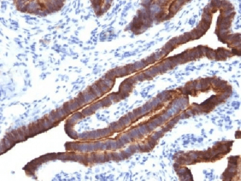 EMA / MUC1 Antibody (clone MUC1/520, Azide-free, BSA-free)