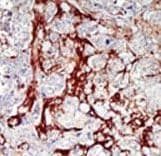 CDKL1 Antibody (aa285-316)