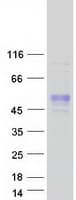 Human FAM187B Protein (Recombinant Myc-DDK (Flag))