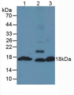 Insulin Antibody (aa25-54)