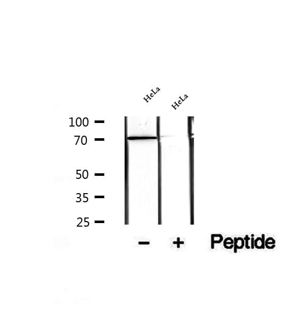 WDR46 Antibody