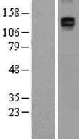 Human CD163 Protein (Over-Expression Lysate Myc-DDK (Flag))
