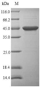 Mycoplasma hyopneumoniae 46 kDa surface antigen Protein (Recombinant 6His, N-terminus)