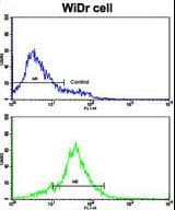 HSP90AB1 / HSP90 Alpha B1 Antibody (aa438-465)