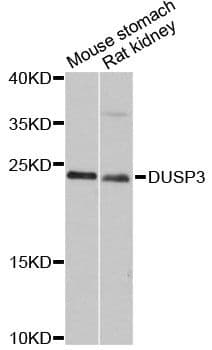 DUSP3 / VHR Antibody
