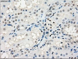 GBP2 Antibody (clone OTI1D1)