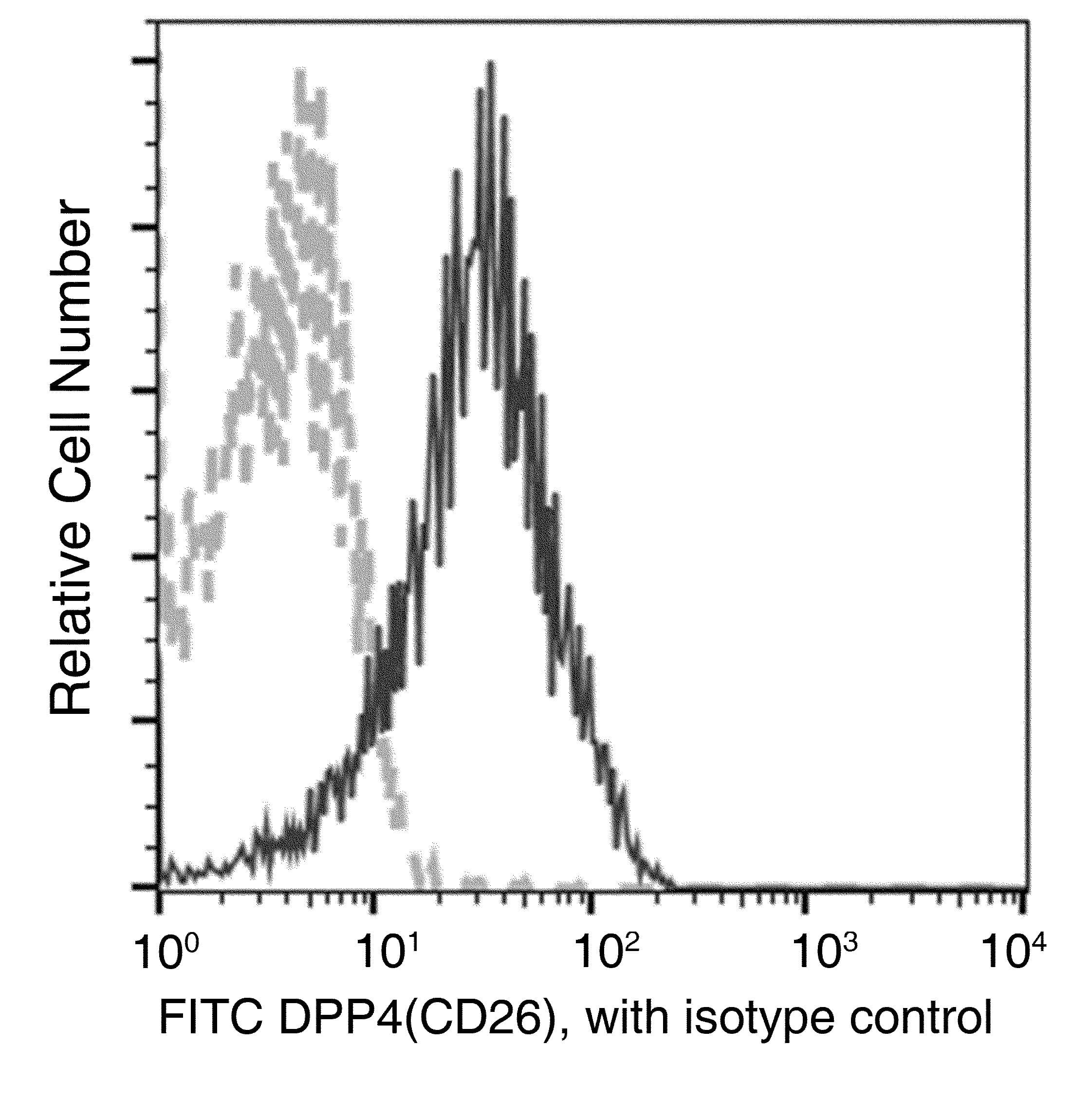 Monoclonal Rabbit anti-Mouse DPP4 / CD26 Antibody (clone 007, FITC)
