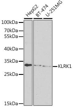 KLRK1 / CD314 / NKG2D Antibody