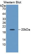 APOM / Apolipoprotein M Antibody (aa21-188)