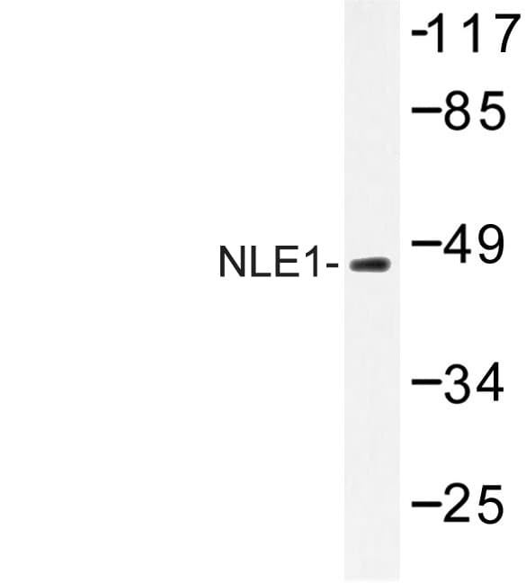 NLE1 Antibody (Tyr333)