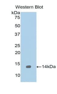 REG1A Antibody (aa33-166)
